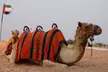 VIP Desert Safari: Dune Bashing, Sunset Camel Ride, BBQ, and Live Shows for 1, 2, or 4 (Up To 66% Off) - Image 4