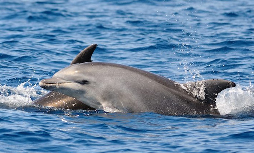 Image 1: Up to 42% Off Dolphin Odyssey Tour at Red Boat Tours