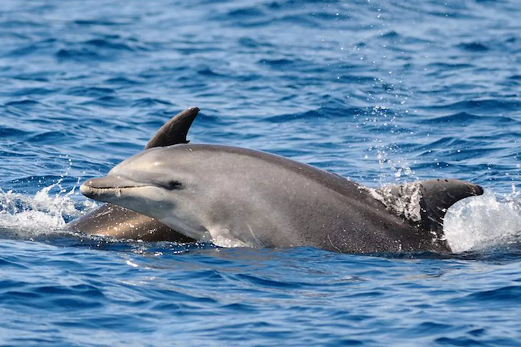 Dolphin Odyssey and Sightseeing Tour for One, Two, or Four at Red Boat Tours (Up to 42% Off) - Primary Image