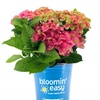 Image 9: Hydrangeas in Quart, 1 Gallon, and 2 Gallon Sizes with Free Shipping (Up to 15% Off)