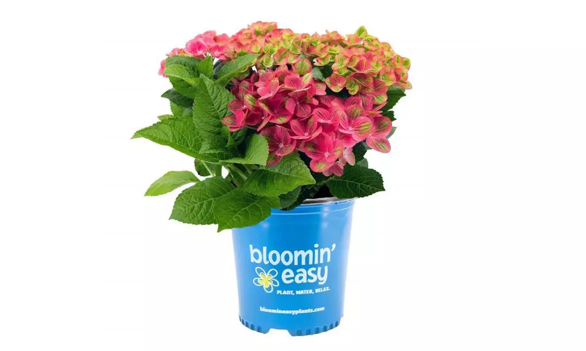 Hydrangeas in Quart, 1 Gallon, and 2 Gallon Sizes with Free Shipping (Up to 24% Off)