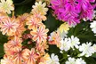 Mixed Seasonal Alpine/rockery Plants - Potted or Plug Plants - Image 3