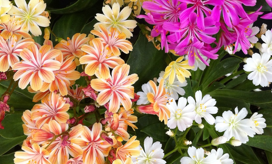 Image 3: Mixed Seasonal Alpine/rockery Plants - Potted or Plug Plants