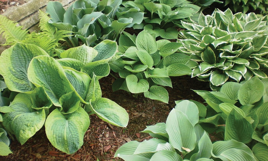 Hosta Plants from Gardening4Less | Groupon Goods