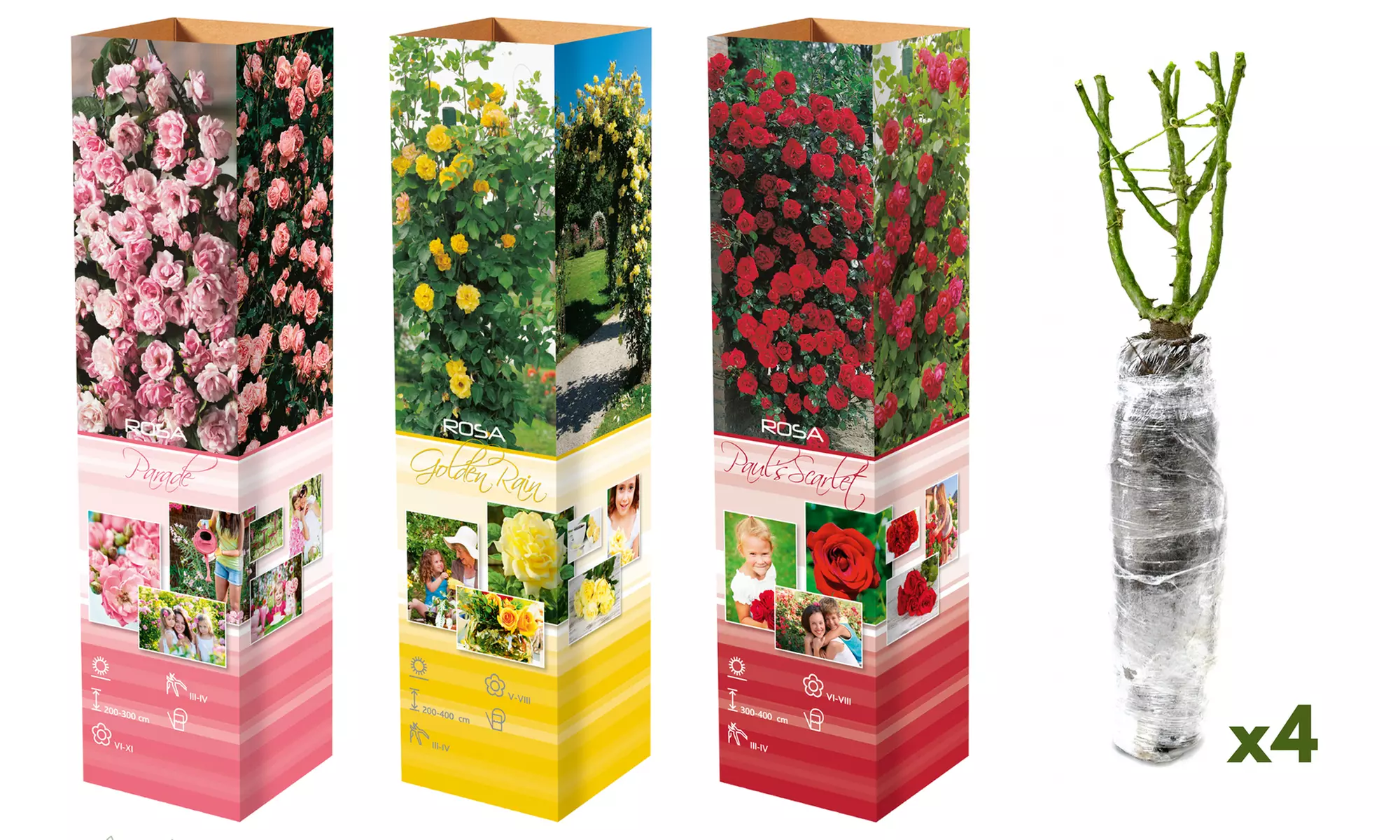 Set di 3 o 4 rose rampicanti