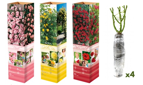 OH2 ,Set di 3 rose rampicanti , Rosa, Pink