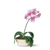 Image 8: Same Day Live Plants & Dish Gardens from Blooms Today with Delivery 60% Off