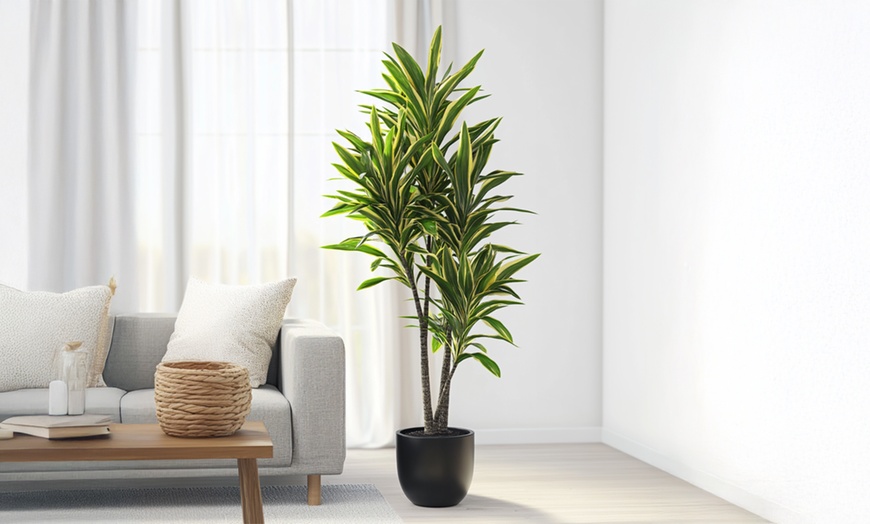 Image 1: Dracaena Cintho plant