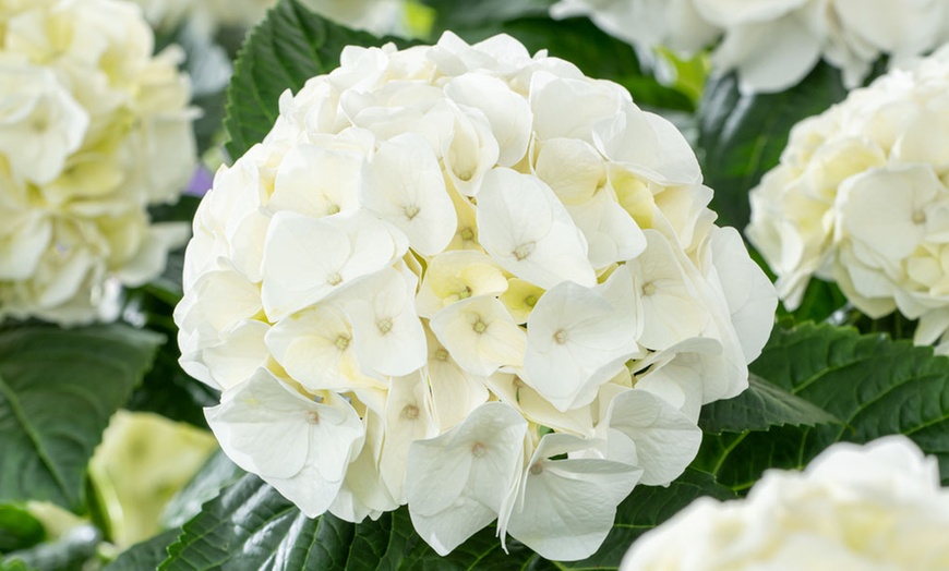 Image 6: Lot de 3 ou 6 plants d'Hydrangea Macrophylla