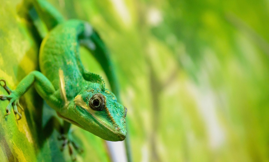 Image 24: Zobacz z bliska egzotyczne rośliny i zwierzęta: bilety do Egzotarium