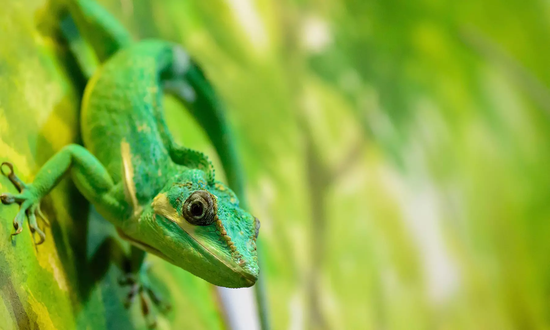 Zobacz z bliska egzotyczne rośliny i zwierzęta: bilety do Egzotarium