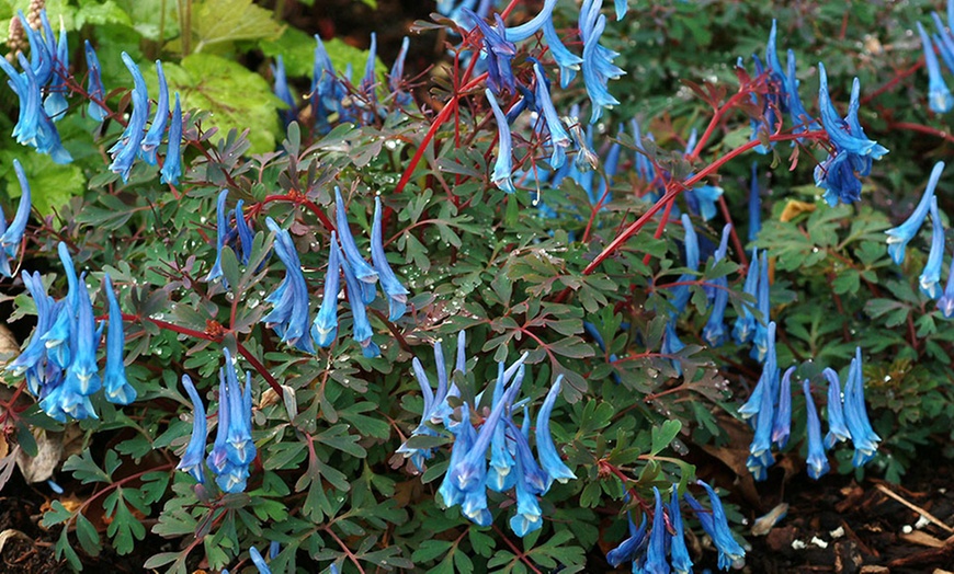 Image 2: Corydalis 'Blue Heron' Jumbo Plug