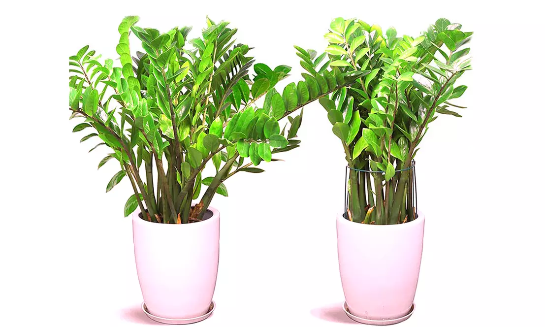 4 Pack Half Round Metal Garden Plant Support Stake for Ourdoor Indoor Plants