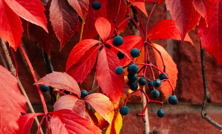 Image 5: 8er-Set gemischte Kletterpflanzen in verschiedenen Farben