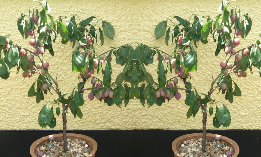 Image 3: Plum 'Victoria' Tree - Garden Variety