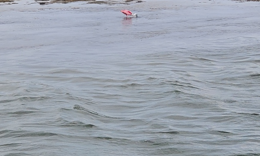 Image 5: Dolphin & Island Eco-Adventure Cruise – Corpus Christi