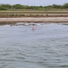 Image 5: Dolphin & Island Eco-Adventure Cruise – Corpus Christi