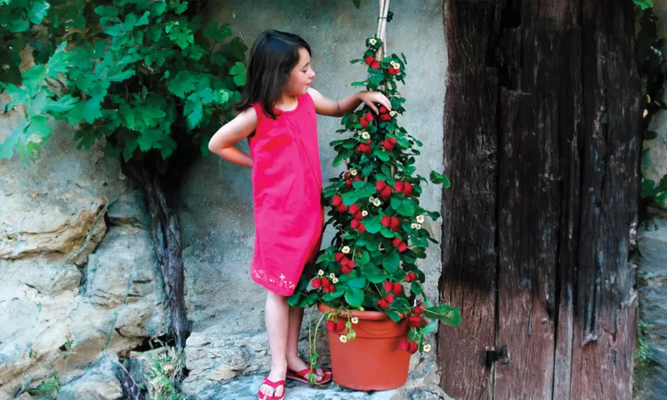 Lot de 10 ou 20 fraisiers grimpants d'Europa Green