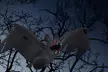 4Pcs Halloween Hanging Fake Bat Props Party Decor Prank Joke Toys - Second Medium