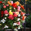 Image 1: Begonia Nonstop Joy Peaches or Sun Dancer Mixed Plug Plant Collections