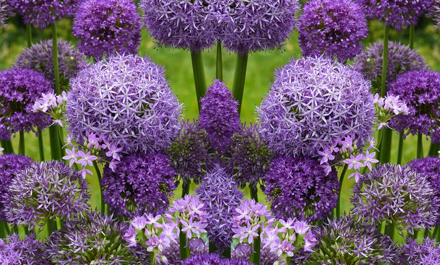 Image 7: Bumper Spring Bulb Collection - 500 or 1000 bulbs