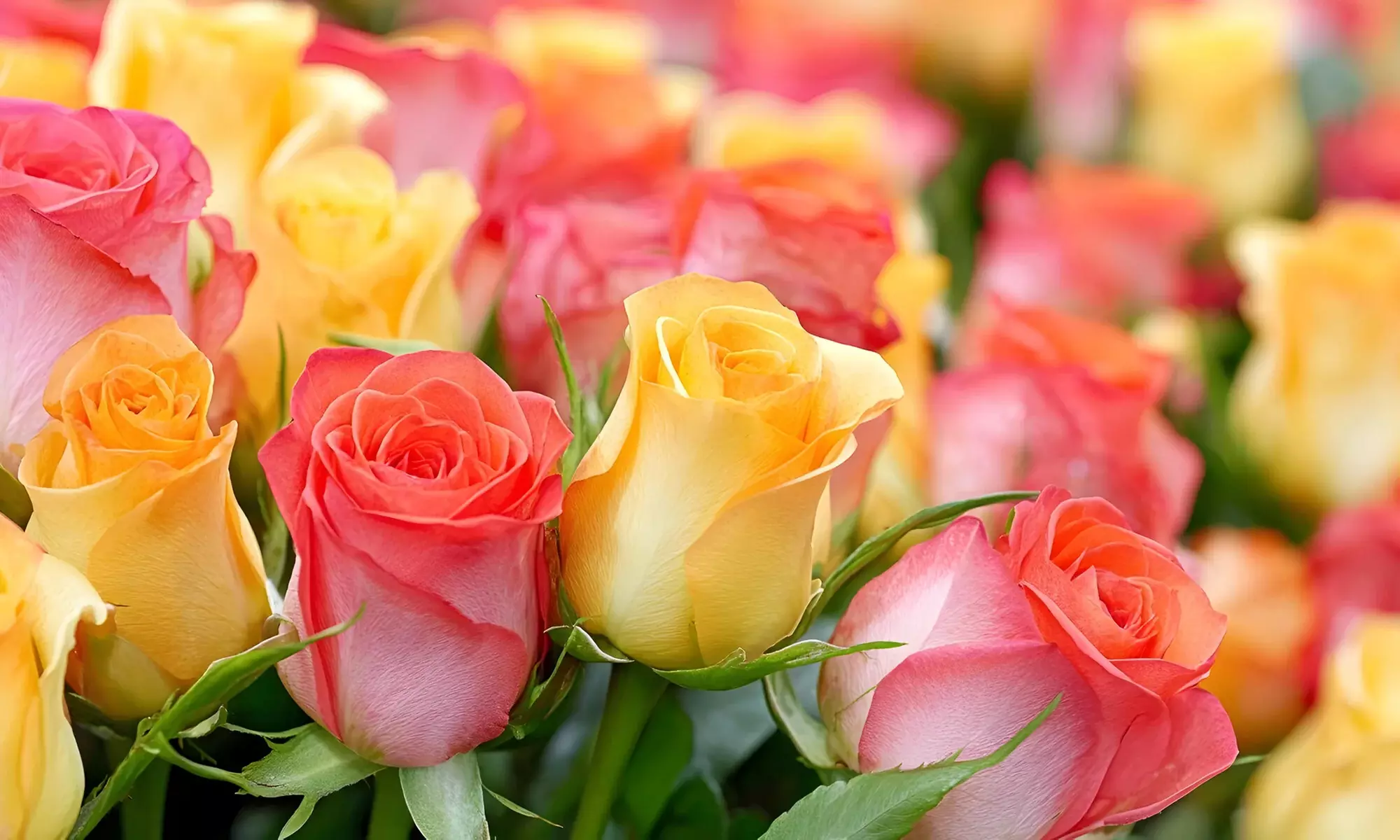 50% Off Flowers & Gifts with UK Nationwide Delivery