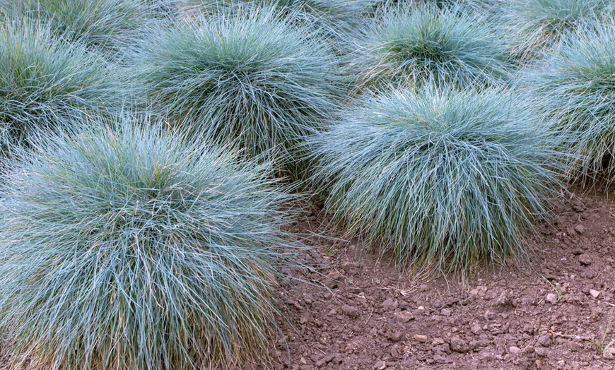 Image 1: 4er- oder 8er-Set Schafschwingel „Elijah Blue“