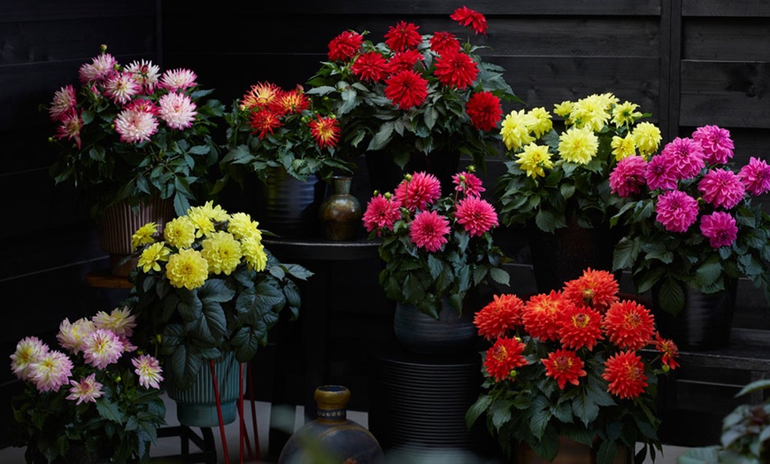 Image 2: Six 9cm Pots of Dahlia Maggiore Collection