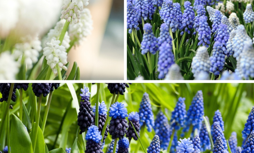 Image 1: Lote de 50, 100 o 200 bulbos de Muscari Armeniacum y White Magic