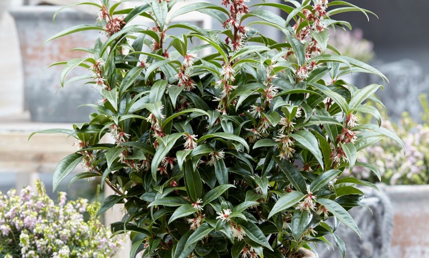 Image 2: One or Two Sarcococca Winter Gem Potted Plants