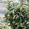 Image 2: One or Two Sarcococca Winter Gem Potted Plants