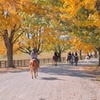 Image 2: Experience Horseback Trail Rides in Northern Virginia's Horse Country