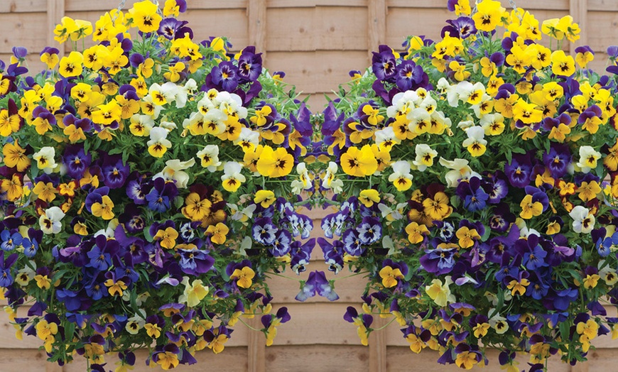 Image 12: Vibrant Winter Flowering Pansy Mixes - up to 72 Plants
