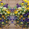 Image 12: Vibrant Winter Flowering Pansy Mixes - up to 72 Plants