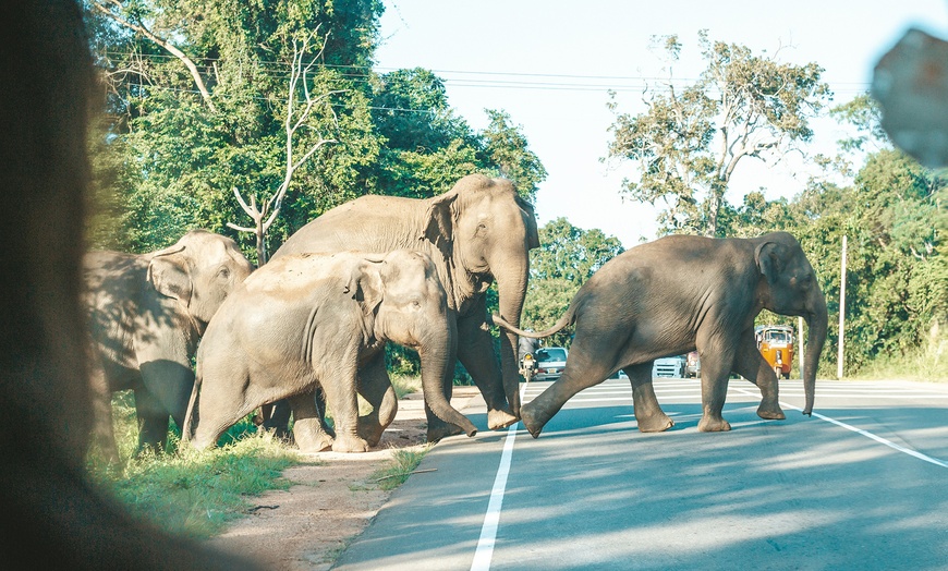 Image 6: Discover Sri Lanka: 11-Day Private Tour with a Guide, Scenic Transfers