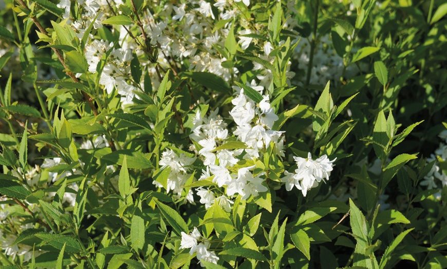 Image 2: Japanese Snow Flower