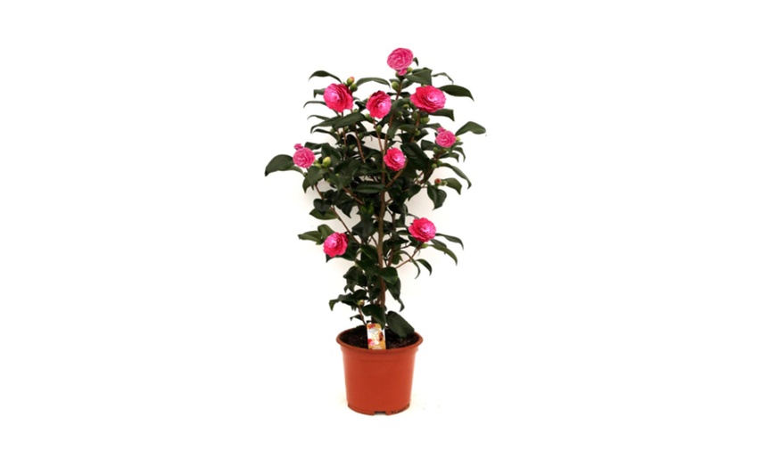 Image 10: 1 of 2 Camellia struiken