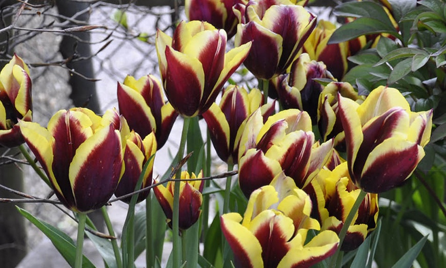 Image 2: 12 or 24 Tulip Gavota Spring Flowering Bulbs
