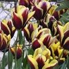 Image 2: 12 or 24 Tulip Gavota Spring Flowering Bulbs