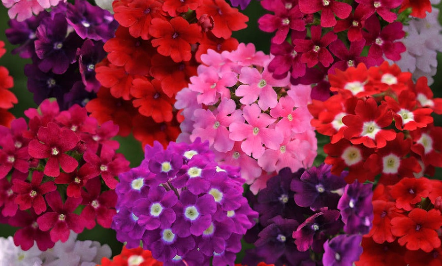 Image 3: Verbena Quartz Mix Garden-Ready Plants