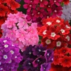 Image 3: Verbena Quartz Mix Garden-Ready Plants