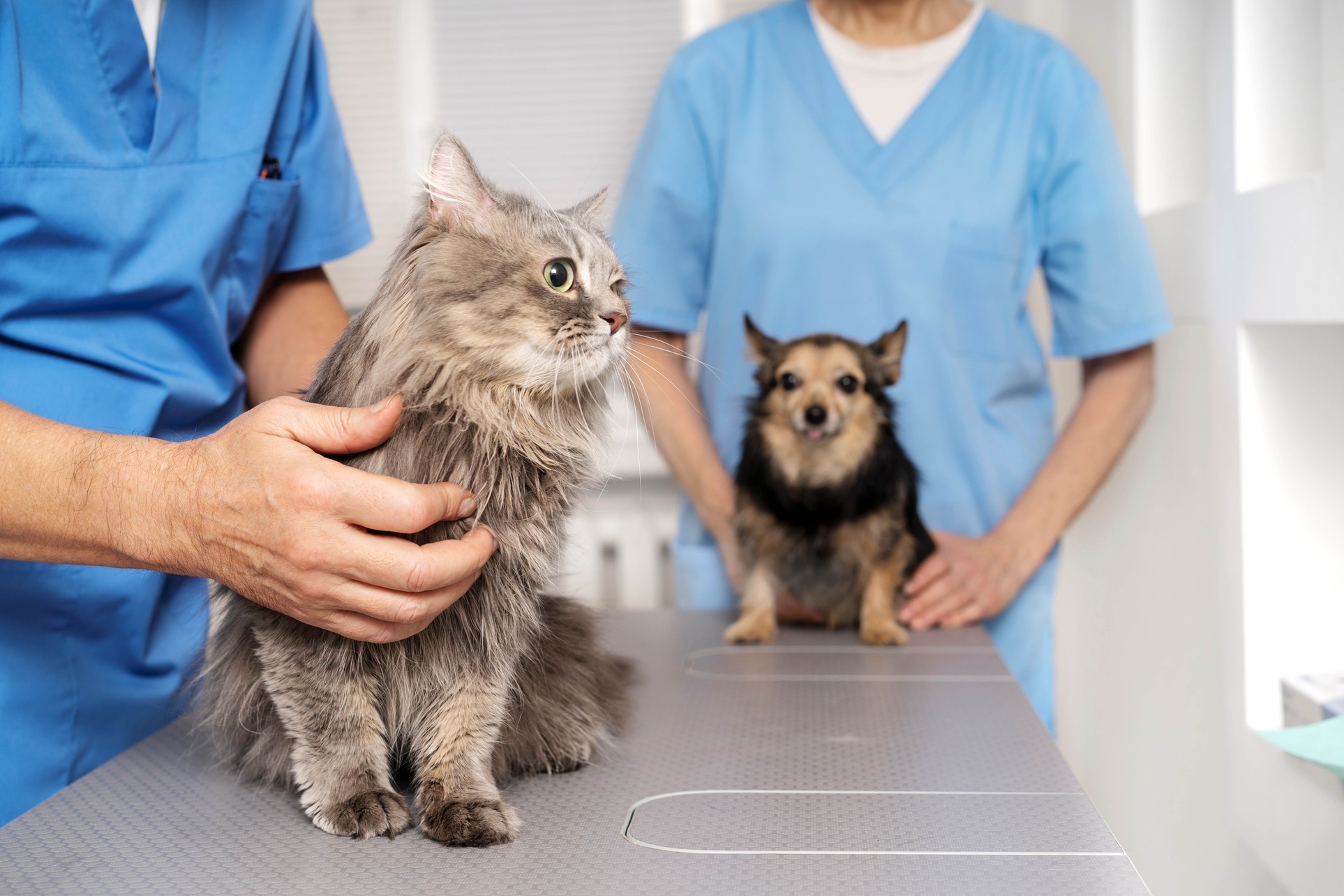 Up to 50% Off on Pet Care - At Weston Road Animal Hospital