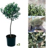 Image 3: 1 o 2 alberi di ulivo XL