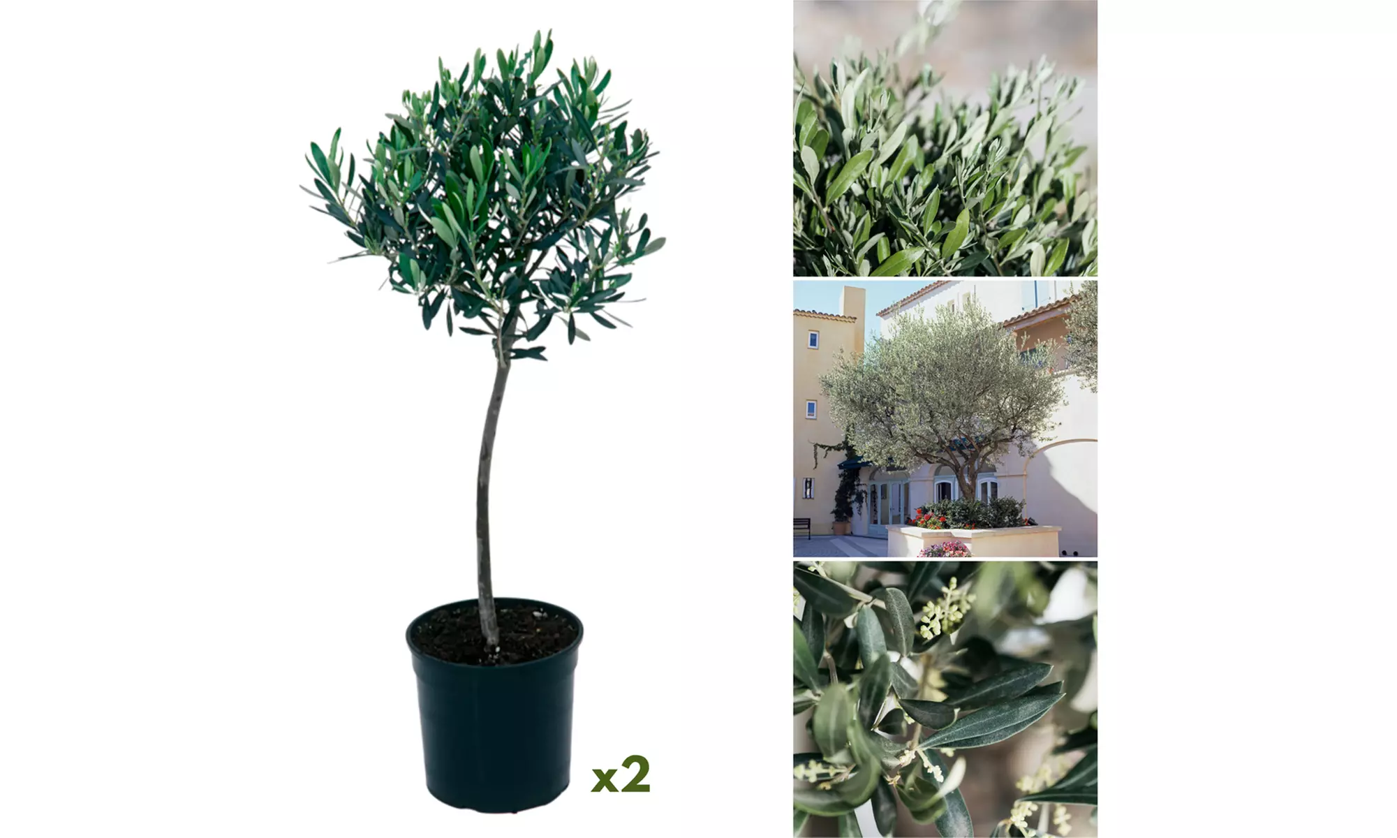 1 o 2 alberi di ulivo XL resistenti fino a -15 °C - Image 3