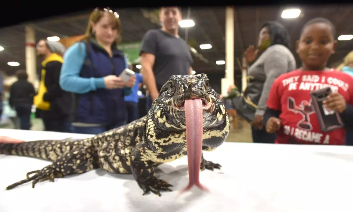 Novi Pet Expo: Michigan's Largest Pet Celebration