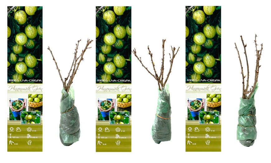 Image 4: 3 ou 6 groseilliers à maquereau rouges et / ou verts de Gardenzo