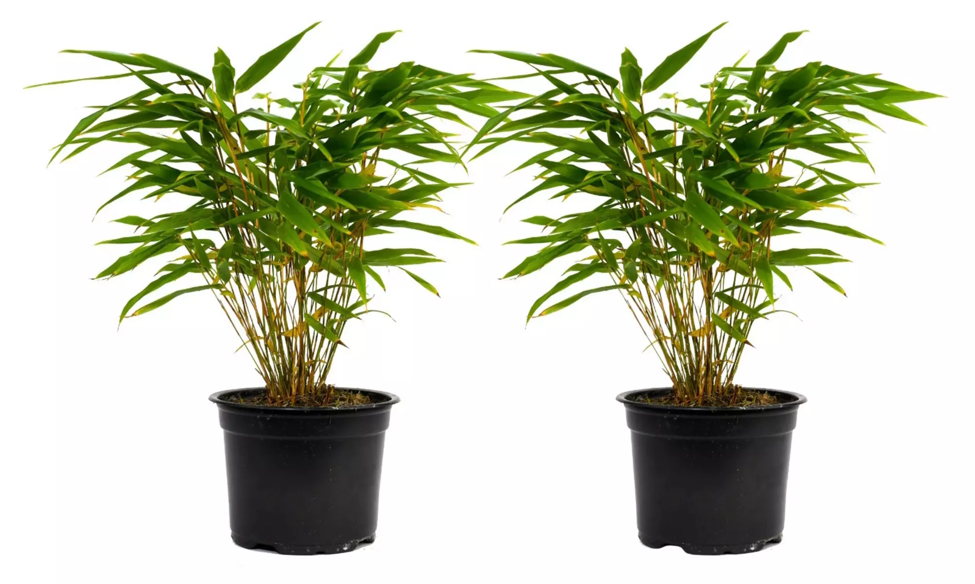 1, 2 o 4 piante di bamboo