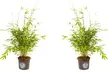 1, 2 o 4 piante di bamboo, disponibili in 2 tipologie - Image 4