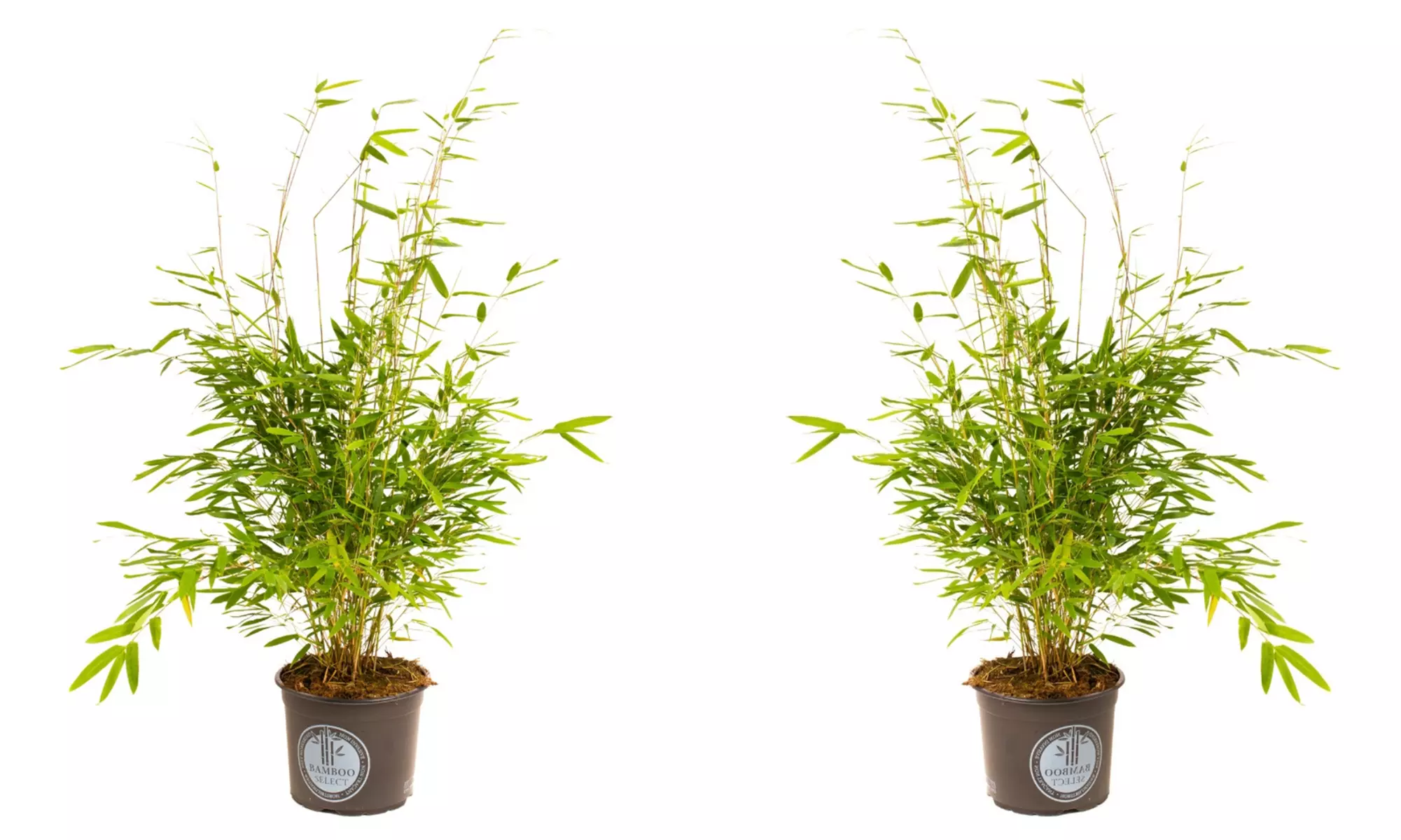 1, 2 o 4 piante di bamboo