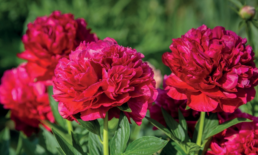 Image 3: Peony Double in 9cm Pot